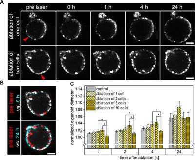 Mimicking acute airway tissue damage using femtosecond laser nanosurgery in airway organoids